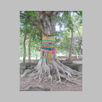 11ThailandSriSatchanalaiHolyTree.jpg